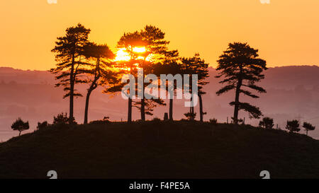 Sunrise dietro gli alberi sulla cima della collina Colmers vicino a Bridport in Dorset, Regno Unito. Foto Stock