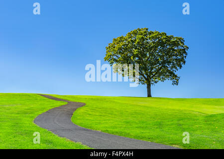 Lone Tree su un verde prato sotto un chiaro Cielo di estate blu Foto Stock