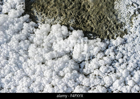 I cristalli di sale in forme diverse si trovano a tso kar, una fluttuazione di Salt Lake, situato ad un altitudine di 4.530 m sopra il mare lev Foto Stock