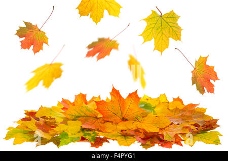 Rosso e giallo di foglie di acero isolato su bianco. Autunno Autunno Foto Stock