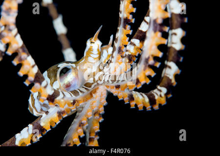 Wonderpus cadere attraverso l'acqua. Utilizzando le gambe per rallentare. Close Up e isolate su sfondo nero. Foto Stock