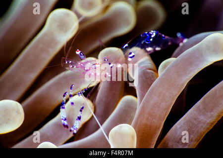 Bella gamberetti pulitore strisciando attraverso Anemone per investigare Foto Stock