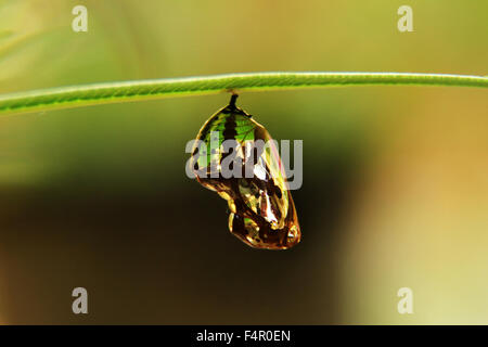 Comuni Indiana Crow Pupa Foto Stock