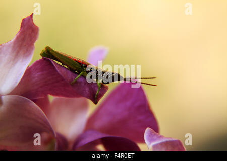 Cavallette sono insetti dell'ordine Orthoptera, sottordine Caelifera. Essi sono a volte indicati come corto-cornuto grasshopper Foto Stock