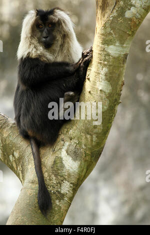 Il leone-coda Macaque (Macaca silenus), o il wanderoo, è una scimmia del Vecchio Mondo endemica del i Ghati Occidentali dell India del Sud. Foto Stock