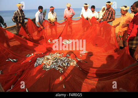 Fisher uomini e rete da pesca con la sardina pesce Foto Stock