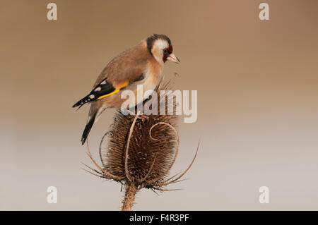 Cardellino europeo (Carduelis carduelis) alimentazione in inverno teasel Foto Stock