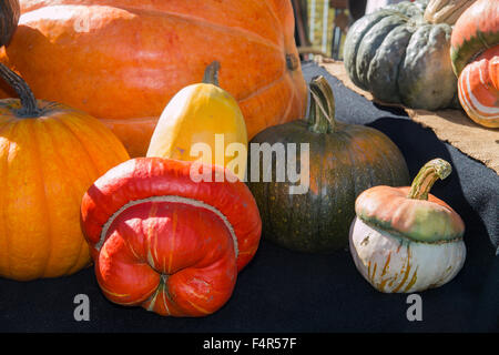 Gruppo di zucche di varie forme curiose e colori sul display in un mercato di paese Foto Stock