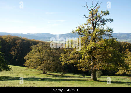 La Svizzera, Europa, Basilea-Campagna, Laufental, Nenzlingen, pascoli, Willow, prato, rovere, albero, autunno Foto Stock