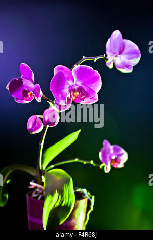 Fiori di orchidea isloated su sfondo nero con effetti di luce (phalaenopsis ambiance) Foto Stock