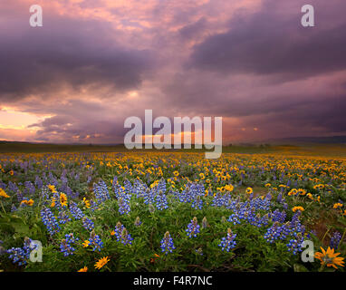 Il Dalles, Southern Washington, Washington, fiori selvatici, Fiori di lupino, Columbia Gorge, nuvole Foto Stock