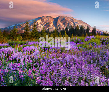 Il Monte Sant Helens, vulcani, vulcanico, Pacific Northwest, Pacific Northwest montagne, Cascade Mountains, fiori, fiori di campo Foto Stock