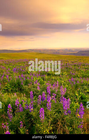 Il Dalles, Southern Washington, Washington, fiori selvatici, Fiori di lupino, Columbia Gorge Foto Stock