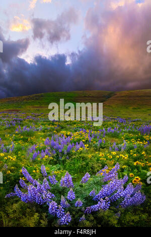 Il Dalles, Southern Washington, Washington, fiori selvatici, Fiori di lupino, Columbia Gorge Foto Stock