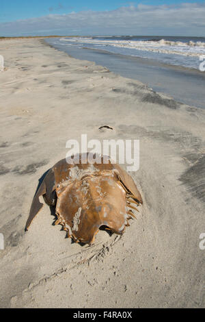 Stati Uniti d'America, Stati Uniti, America, Georgia, southern, poco San Simons Island isole del mare, east coast, sabbia, spiaggia, Atlantic, il granchio Foto Stock