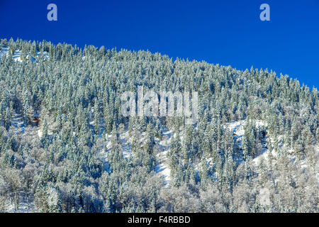 Regione di Allgäu, Allgäuer Alpen, Alpi al di fuori, alberi, bavarese, Germania, Europa, montagne, freddo, Oberallgäu, Oberstdorf, neve, nevoso, S Foto Stock