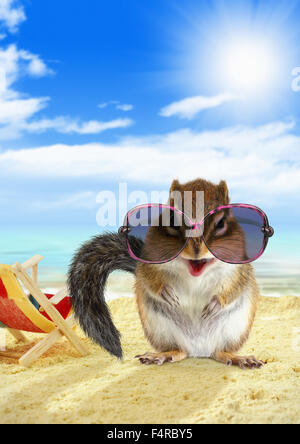 Animali divertenti scoiattolino sulla spiaggia sabbiosa Foto Stock