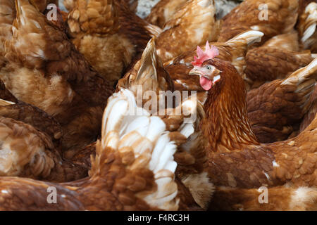 British free range galline ovaiole. Foto Stock