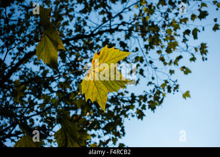 Da un'unica foglia cattura la luce autunnale in Hyde Park Foto Stock
