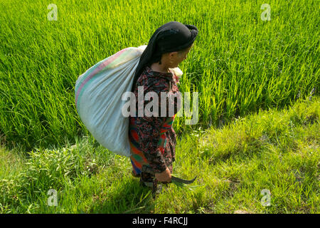 Una donna che lavora in un campo di riso in Siahkal, Gilan, Iran Foto Stock