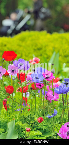 Anemone a fiori di campo in primavera tempo Foto Stock