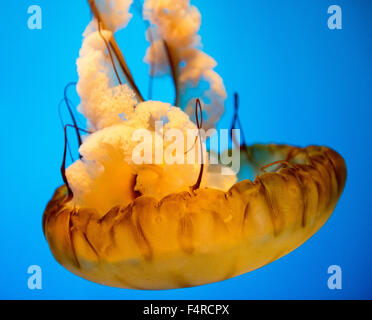 Mare meduse di ortica sul display in un serbatoio presso il National Aquarium di Baltimora, Maryland, Stati Uniti d'America Foto Stock