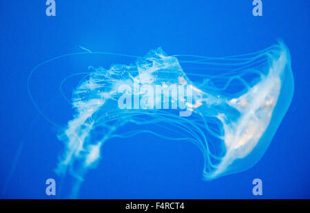 Una medusa in esposizione presso il National Aquarium di Baltimora, Maryland, Stati Uniti d'America Foto Stock