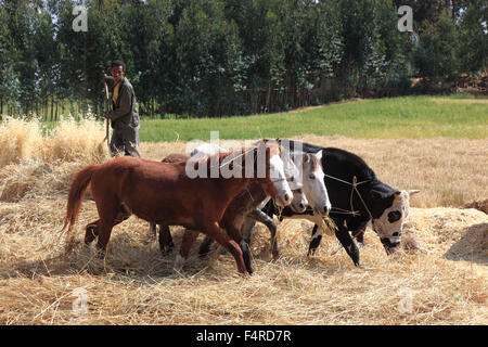 Nelle Highlands di Abissinia, nelle montagne Semien, Semien montagne, il lavoro sul campo, di trebbiatura con cavalli e mucche Foto Stock