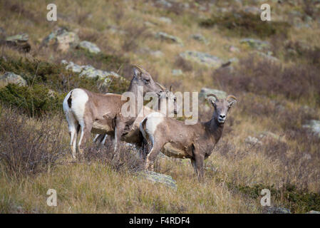 Stati Uniti d'America, STATIUNITI, America, Colorado Rockies, Pitkin County, Aspen, pecore bighorn, fauna selvatica, natura, Ovis canadensis Foto Stock