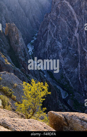 Stati Uniti d'America, STATIUNITI, America, Colorado, Black Canyon, Canyon Gunnison, Parco Nazionale, canyon, verticale, sul fiume profondo, gorge Foto Stock