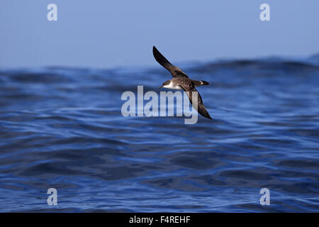 Grande Shearwater (Puffinus gravis) Foto Stock