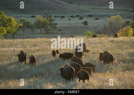 Stati Uniti d'America; Great Plains, South Dakota; Black Hills; Custer; parco dello stato;Bison Foto Stock