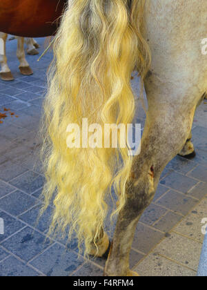 Frizzy cavallo di coda a livello locale fiesta, Alora Andalusia Foto Stock