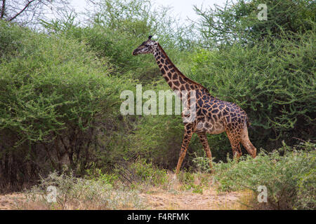Africa, alberi, giraffe, Lake Manyara national park, paesaggio, paesaggio, safari, viaggi, savana, mammiferi, Tanzania, animali, wi Foto Stock