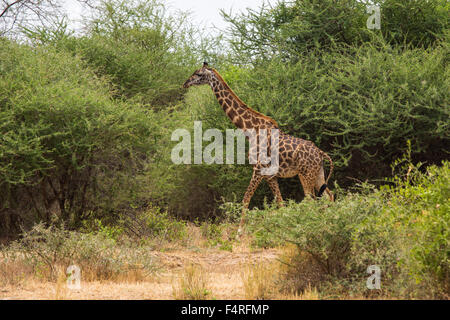 Africa, alberi, giraffe, Lake Manyara national park, paesaggio, paesaggio, safari, viaggi, savana, mammiferi, Tanzania, animali, wi Foto Stock