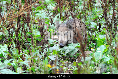 In Germania, il cinghiale Sus scrofa scrofa, scrofa, cinghiali, gioco nero, selvaggi-ungulato, suini, suini, Vertebrati, Mammiferi, real Foto Stock
