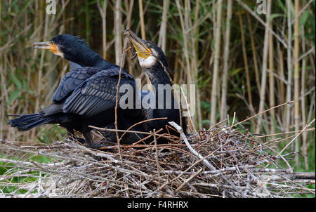 Germania, covata, berlina, cormorano, cormorani nido, la sottospecie Phalacrocorax carbo, nero, piumaggio, uccelli acquatici, nero, becco, diving hunter, Foto Stock