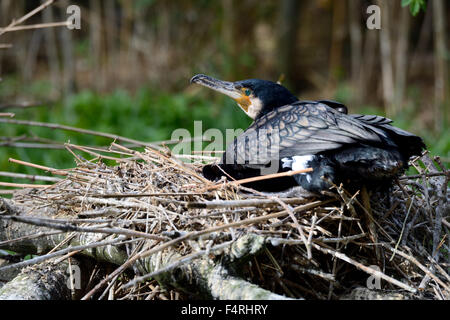 Germania, covata, berlina, cormorano, cormorani nido, la sottospecie Phalacrocorax carbo, nero, piumaggio, uccelli acquatici, nero, becco, diving hunter, Foto Stock