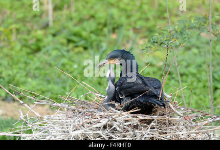 Germania, covata, berlina, cormorano, cormorani nido, la sottospecie Phalacrocorax carbo, nero, piumaggio, uccelli acquatici, nero, becco, diving hunter, Foto Stock