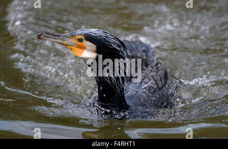 Germania, covata, berlina, cormorano, cormorani nido, la sottospecie Phalacrocorax carbo, nero, piumaggio, uccelli acquatici, nero, becco, diving hunter, Foto Stock