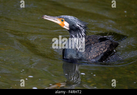 Germania, covata, berlina, cormorano, cormorani nido, la sottospecie Phalacrocorax carbo, nero, piumaggio, uccelli acquatici, nero, becco, diving hunter, Foto Stock