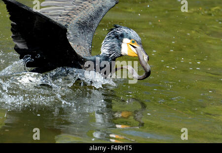 Germania, covata, berlina, cormorano, cormorani nido, la sottospecie Phalacrocorax carbo, nero, piumaggio, uccelli acquatici, nero, becco, diving hunter, Foto Stock