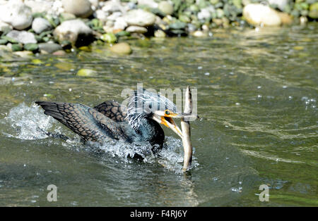 Germania, covata, berlina, cormorano, cormorani nido, la sottospecie Phalacrocorax carbo, nero, piumaggio, uccelli acquatici, nero, becco, diving hunter, Foto Stock