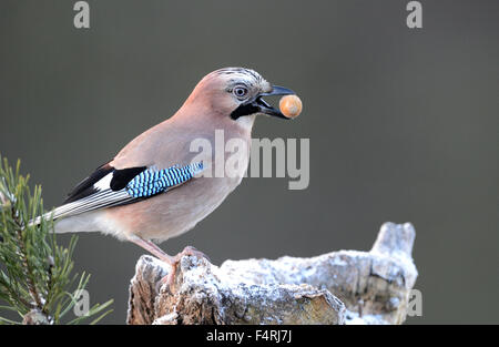 Germania, Jay Garrulus glandarius, uccelli canori, passerine, uccelli, uccelli, uccelli di bosco, Germania Foto Stock