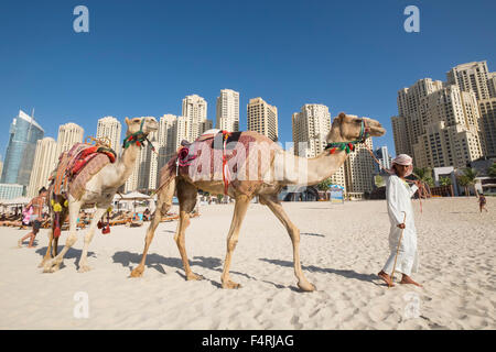 Cammelli turistico sulla spiaggia a JBR Jumeirah Beach Residence in Marina District di Dubai Emirati Arabi Uniti Foto Stock