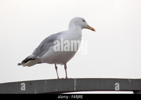 Aringa Gabbiano (Larus argentatus) in piedi su una lampada posta. Foto Stock