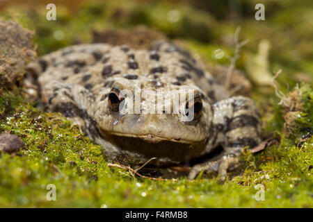 Il rospo europea o il rospo comune (Bufo bufo), Baviera, Germania Foto Stock