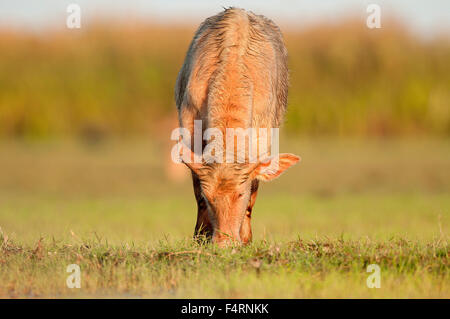 Bufalo d'acqua, animali di vitello, Thailandia, Asia, mammifero, Bubalus bubalis, giovani, mangiare Foto Stock