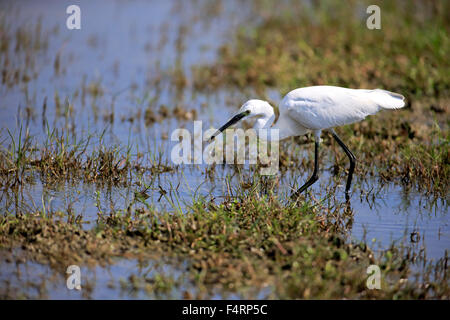 Garzetta (Egretta garzetta), Adulto, camminando attraverso acqua, foraggio, Bundala National Park, Sri Lanka Foto Stock