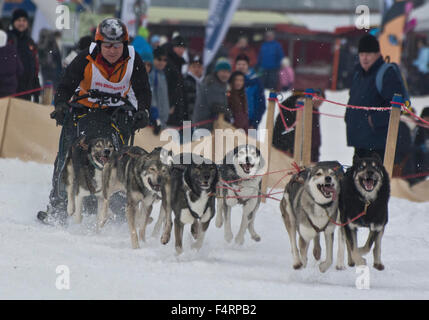 Cani da slitta, Malamut, acceso, Svizzera, Europa, Giura, Freiberge, Franches-Montagnes, Saignelegier, inverno Foto Stock